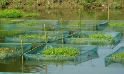 水產良種魚苗龍蝦加盟