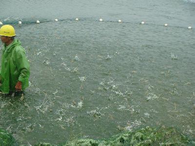 杭州天益水產養殖公司南美白對蝦豐產又豐收