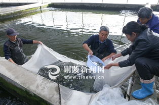 特種水產養殖打造高效漁業