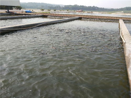 認(rèn)準(zhǔn) 豐都縣淡水魚(yú)苗基地