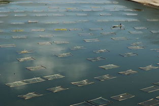 水產養殖的市場前景