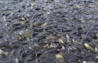 我國(guó)目前魚病流行現(xiàn)狀及其嚴(yán)重性的表現(xiàn)