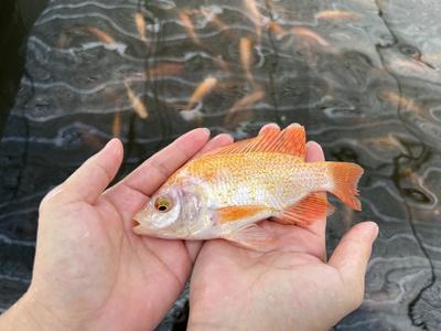 百千萬(wàn)"特"有勁 | 游上冬奧餐桌的這條魚,不簡(jiǎn)單!