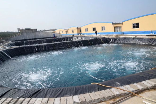 水產(chǎn)界女CEO花25年打造飼料、蝦苗、動保小產(chǎn)業(yè)鏈 !如今她聘請?zhí)﹪鴮＜?、?lián)手正大,發(fā)力蝦苗板塊 | 尋找中國好蝦苗