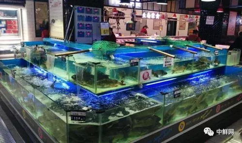 商超水產(chǎn)各品項養(yǎng)殖及保鮮技術(shù)專業(yè)指導(dǎo)
