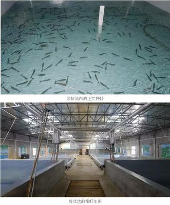 好仕達(dá)引進(jìn)七千對(duì)正大親蝦,生態(tài)育苗受肯定