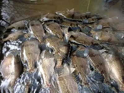 張勇教授團(tuán)隊(duì)培育的全雌翹嘴鱖&ldquo;鼎鱖1號&rdquo;通過2021年全國水產(chǎn)品種新品種審定