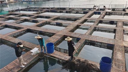 漁極鮮首家線下品牌店盛大開業,助力地方產業發展與鄉村振興
