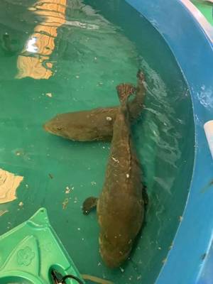 最高規格!廣東漁業種業大閱兵來了,誰是十大名優品種?