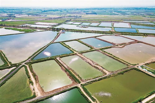 前進(jìn)農(nóng)場繪就 水上春耕圖