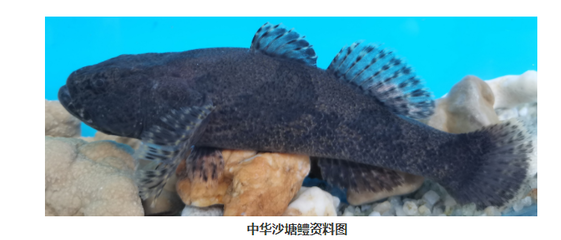 湖北省成功繁育6種長江野生魚苗,長江刀魚苗已達(dá)3萬多尾!