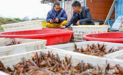 養(yǎng)殖蝦靠抗生素撐大 這三個真相越早知道越好