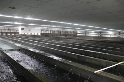 年產(chǎn)魚苗超1000億尾占全國(guó)10%!還斥資2.61億打造魚花產(chǎn)業(yè)園!這個(gè)小鎮(zhèn)為什么這么牛?