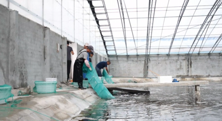 對(duì)蝦畝均產(chǎn)量提升60倍，三門(mén)養(yǎng)殖基地靠什么？