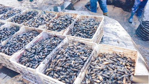 一畝地賺1.2萬 不斷學(xué)習(xí)先進(jìn)技術(shù)，水產(chǎn)養(yǎng)殖增收增產(chǎn)之道